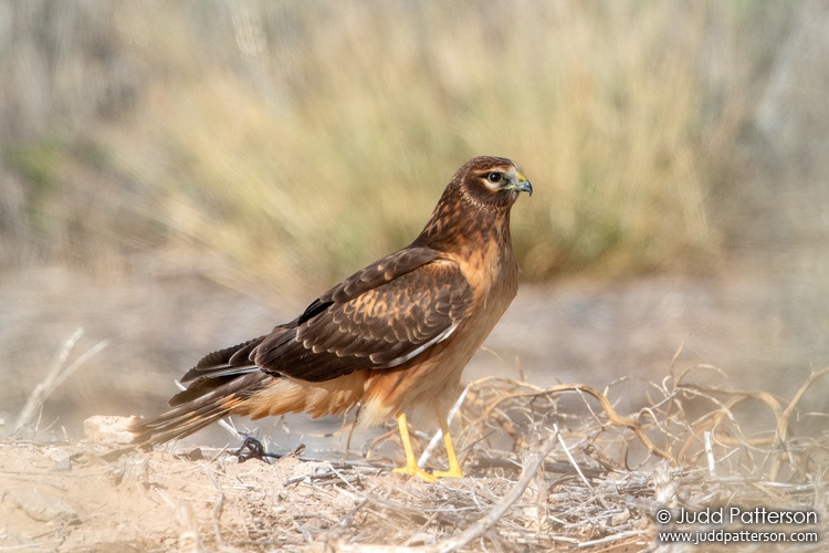 Northern Harrier, Bosque del Apache National Wildlife Refuge, New Mexico, United States